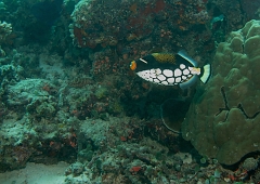 Velidhu - 2013_03_10 - IMG_0389rf_Baliste clown - Balistoides conspicillum_Galagili west_Plongee